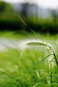 Close-up of stalks in field