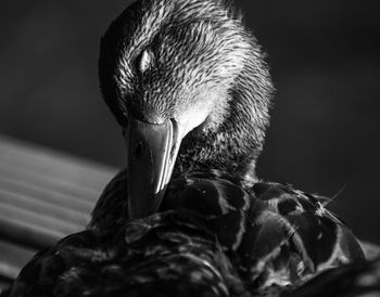 Close-up of a bird