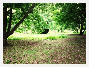 Trees in forest