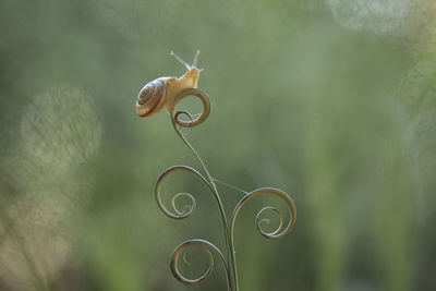 Snail on beautiful place