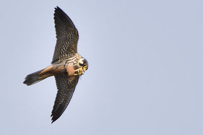 Close-up of eagle flying against clear sky