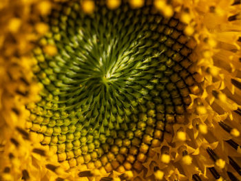 Close-up of sunflower on plant