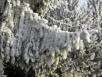 Full frame shot of snow covered trees