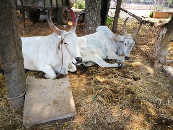 Close-up of horse