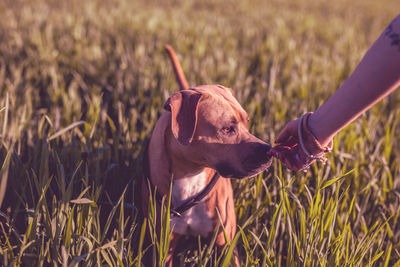 Close-up of a dog on field