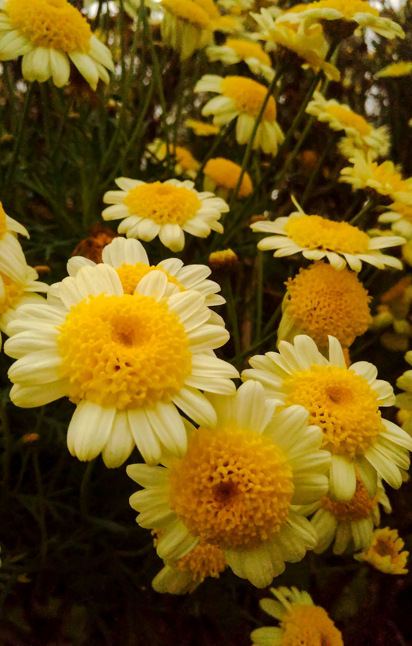 CLOSE-UP OF YELLOW FLOWERS