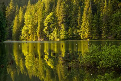 Scenic view of lake in forest