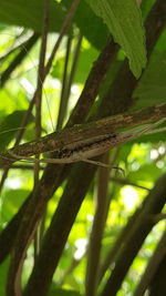 Close-up of lizard on branch