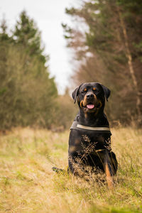 Portrait of black dog sitting on field