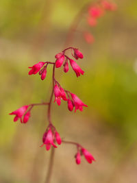 Close-up of pink flowering plant