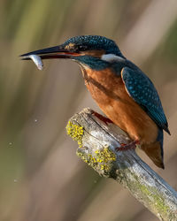 Close-up of bird perching on branch