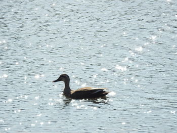 Swan swimming on lake