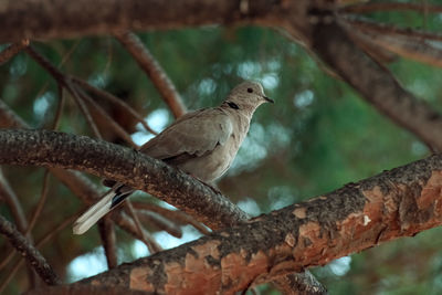 Close-up of bird perching on branch