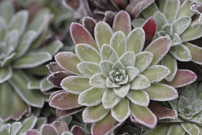 Close-up of succulent plant leaves