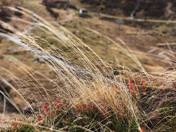 Close-up of grass growing on field
