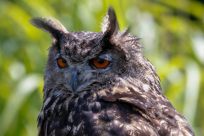 Close-up portrait of a owl