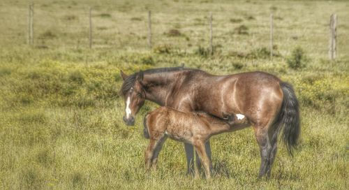 Horse on grassy field