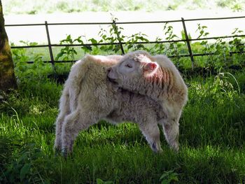 Highland cow in a field