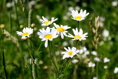 Close-up of white flowers blooming outdoors