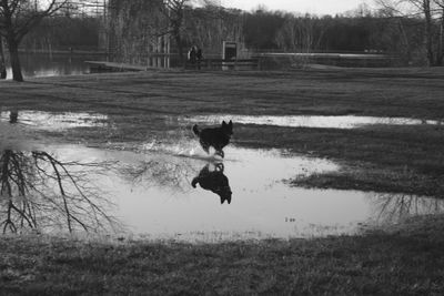 View of a dog on field