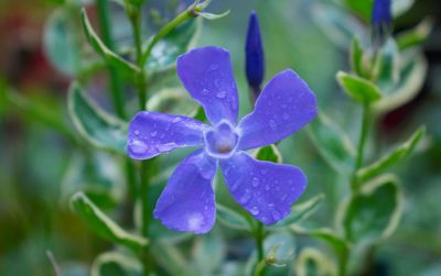 Close-up of wet purple flower