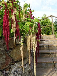 Close-up of plants against wall