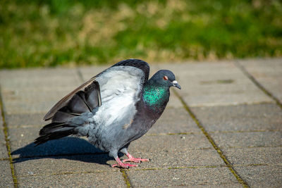 Close-up of pigeon on footpath