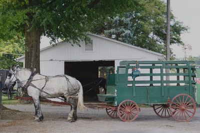 Horse cart against trees