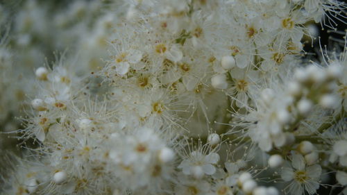 Close-up of white flowers on plant