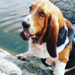 Close-up of dog sitting by water