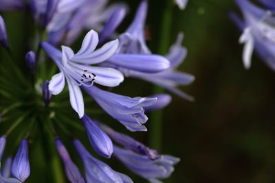 Close-up of purple flowering plant