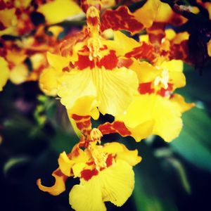 Close-up of yellow flowers