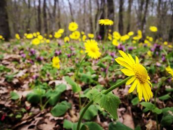 Close-up of yellow flowers