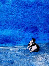 Dog on blue wall