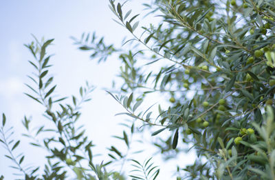 Branches of an olive tree with green leaves and green olives against a blue sky. copy space for text