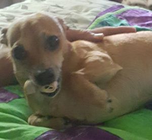 Close-up portrait of dog relaxing on bed