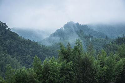 Scenic view of forest against sky during foggy weather