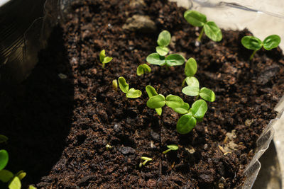 High angle view of small plant growing in mud