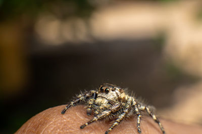 Close-up of spider