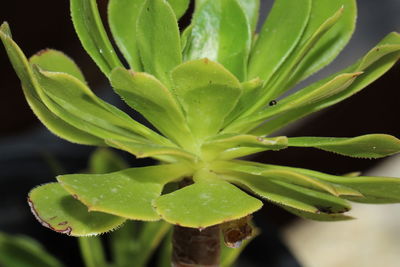 High angle view of wet succulent plant