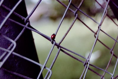 Beetle on a chainlink fence