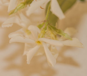 Close-up of flower