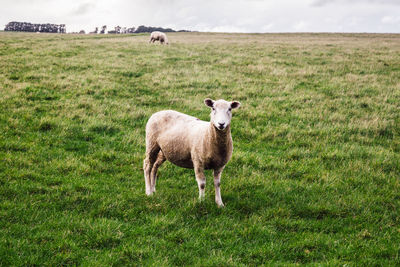 Portrait of sheep standing on grassy field