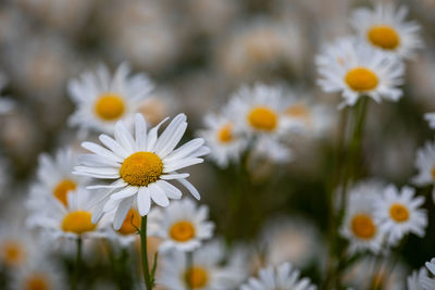 Close-up of white daisy flowers