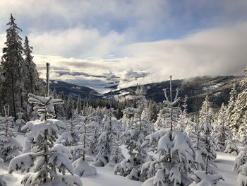 Snow covered plants and trees against sky