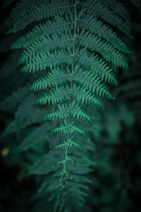 Close-up of fern leaves