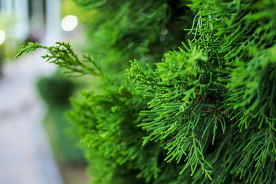 Close-up of fresh green plant