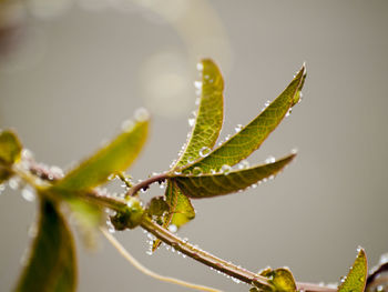 Close-up of fresh green plant