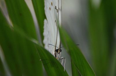 Close-up of insect on leaf