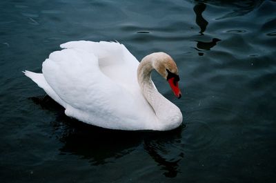 Close-up of swan swimming in lake